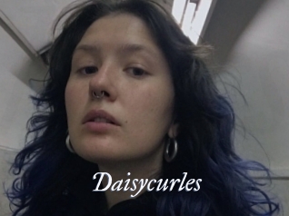 Daisycurles