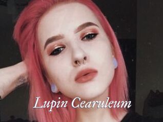 Lupin_Cearuleum